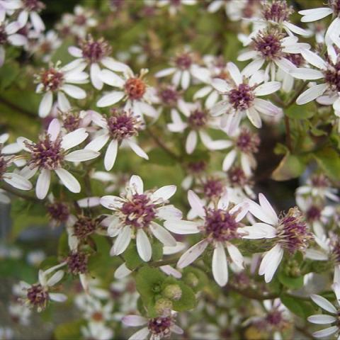 Aster divaricatus, white petals, pink or yellow centers