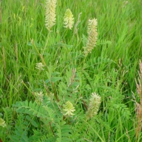 Astragalus canadensis, wildflower blooms