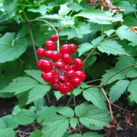 Red baneberry, Actaea rubra, bright red berries against green leaves