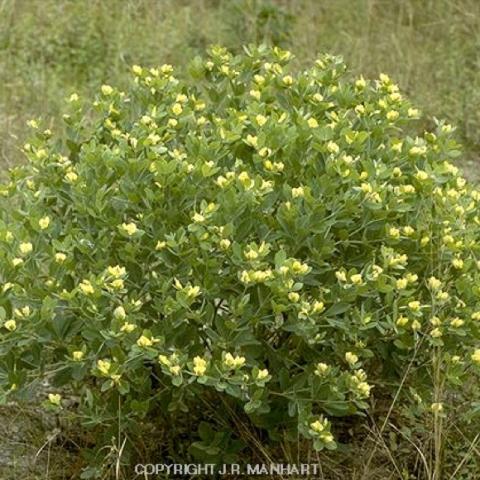 Baptisia leucophaea, yellow pea flowers on large green shrub