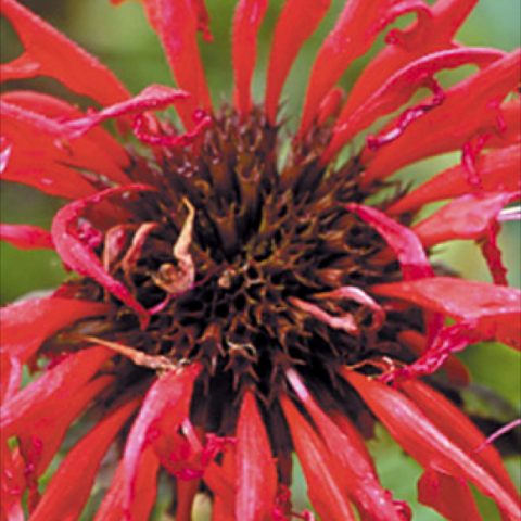 Monarda 'Jacob Cline', red-petaled bee balm bloom