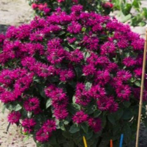 Monarda Bee You Bee True, dark magenta flowers