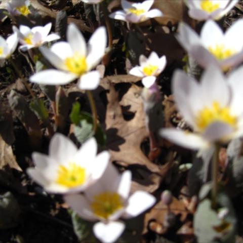 Sanguinaria canadensis, white cup-like flowers with yellow centers
