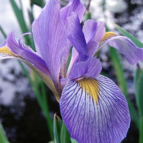 Iris versicolor, purple-blue iris with yellow on the falls