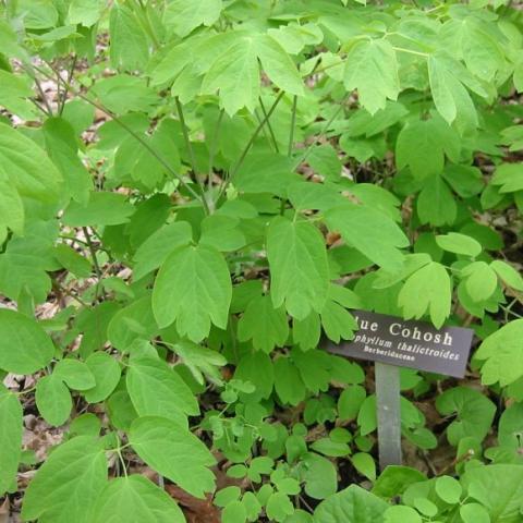 Green leafy upright plant, Caulophyllum thalictroides