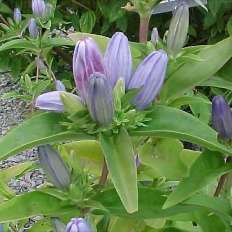 Gentiana andrewsii, blue closed blossoms
