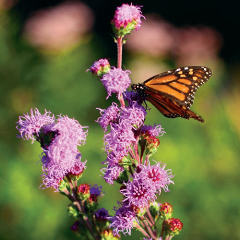 Monarch butterfly on Liatris, other flowers blurred in background