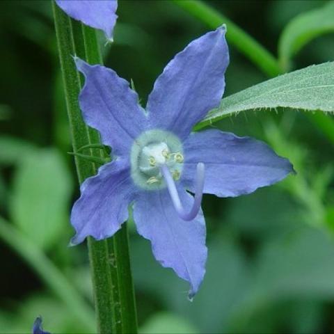 Campanula americana, blue 5-petalled flower