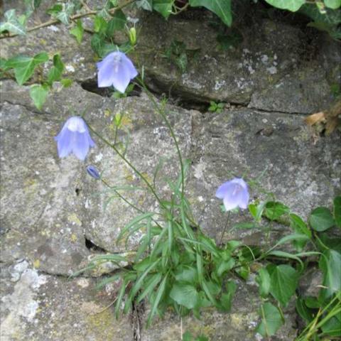 Campanula rotundifolia 