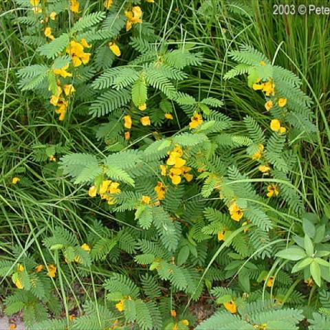 Partridge Pea, yellow pea flowers and very divided green pea foliage