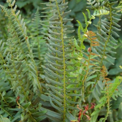 Green upright fern fronds.