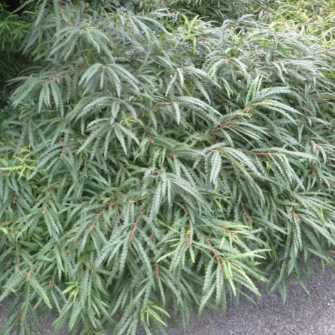 Comptonia peregrina, green leathery leaves