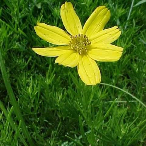 Coreopsis palmata, bright yellow daisy with flat-ended petals