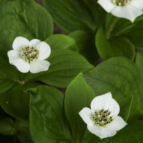 Cornus canadensis, white four-petaled flowers, green dogwood leaves