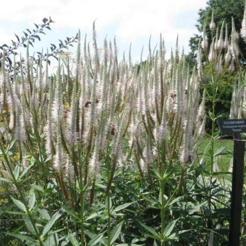 Veronicastrum virginicum, tall narrow plants with chandelier-like flowers