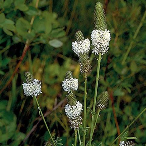 Dalea candida, white collar-like gatherings of flowerets around upright cones