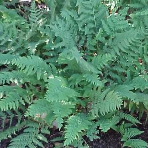 Dryopteris marginalis, green fern leaves