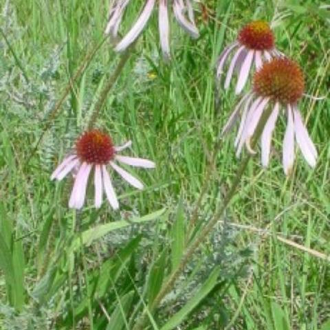 Echinacea angustifolia, drooping light pink petals and prominent orange cones
