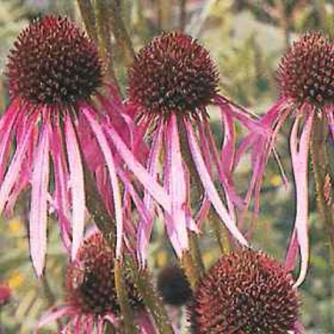 Echinacea pallida, pink petals and prominent cones