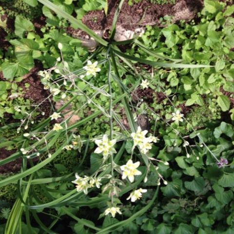 Elegant camas, pale yellow flowers on thin stems
