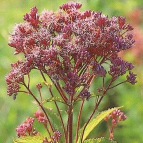 Eupatorium maculatum, dusky dark pink flower head