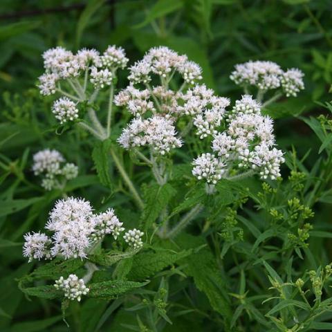 Eupatorium perfoliatum, white tiny flowers, green leaves