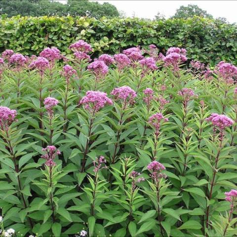 Eupatorium purpureum, tall, stately pink flowers