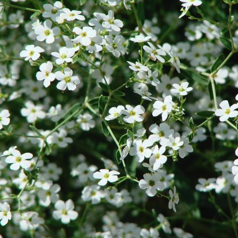 Euphorbia corollata, small white flowers