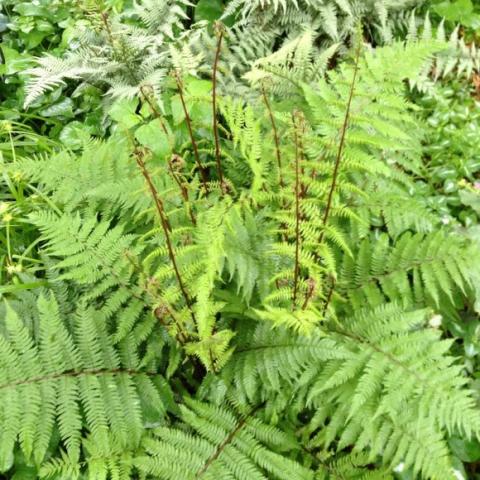 Fern Lady in Red with red stems