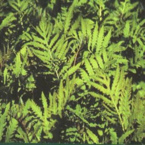 Sensitive Fern, wide leaflets on the fronds