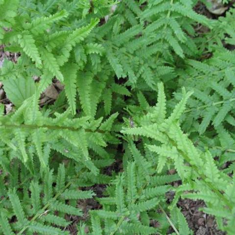 Athyrium 'Victoriae', fronds