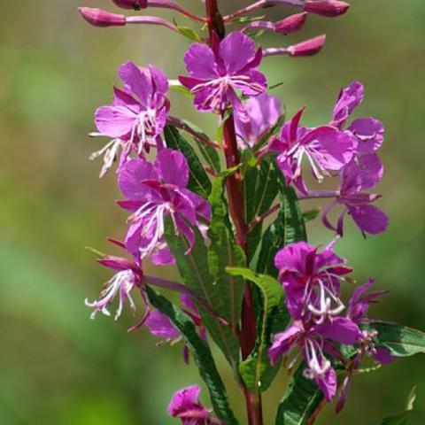 Fireweed flowers close up