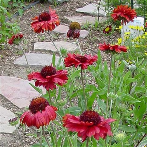 Arizona 'Burgundy', dark red daisies