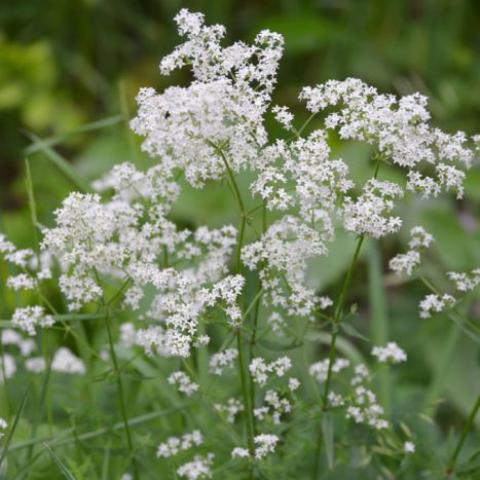 Galium boreale, loose clusters of white flowers