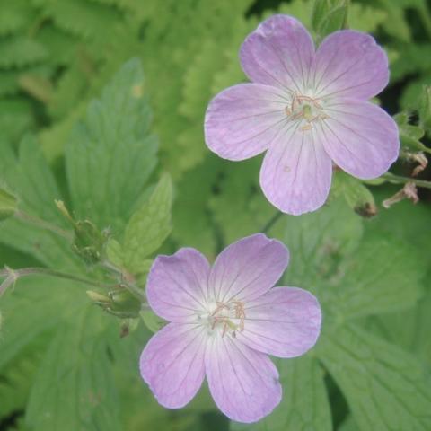 Geranium maculatum, light lavender 5-petaled flowers