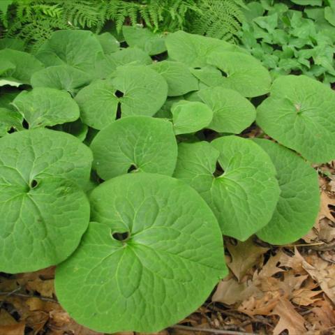 Wild Ginger, round green leaves