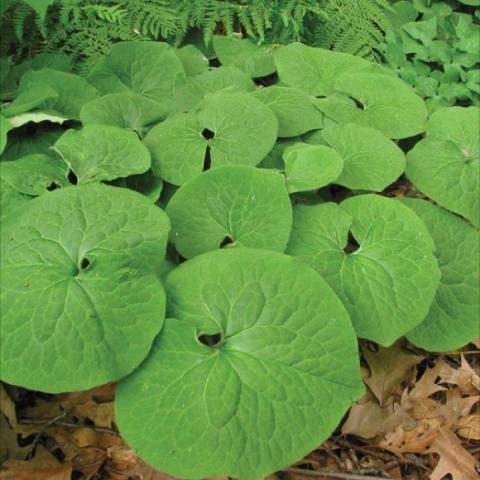 Asarum canadensis, round green leaves