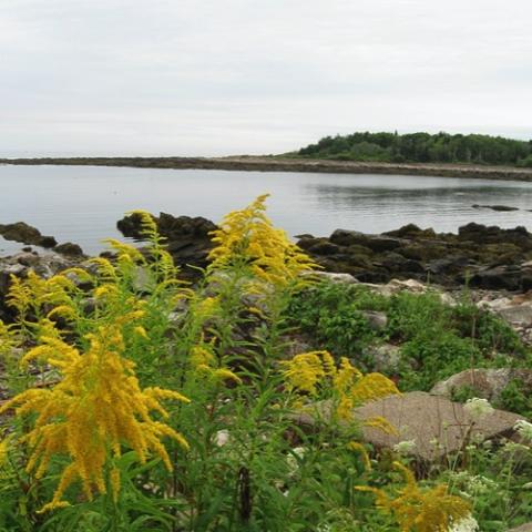 Solidago nemerosa, gold flower flags