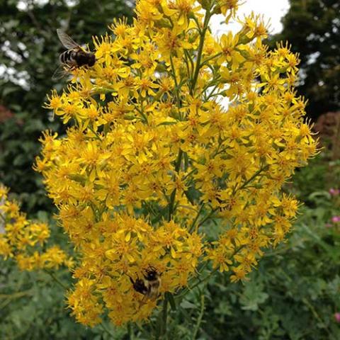 Solidago speciosa, yellow blooms with bees foraging