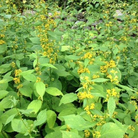 Zigzag golden rod, green upright plants with yellow spikes of flowers