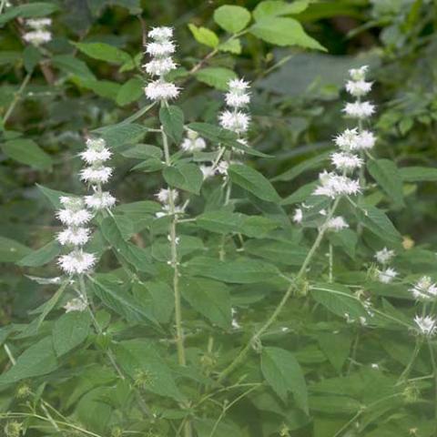 Blephilia hirsuta, white tiered flowers on upright stems