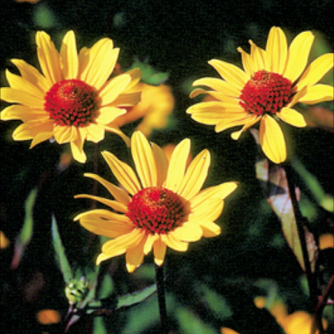 Heliopsis 'Summer Nights', yellow on yellow daisies