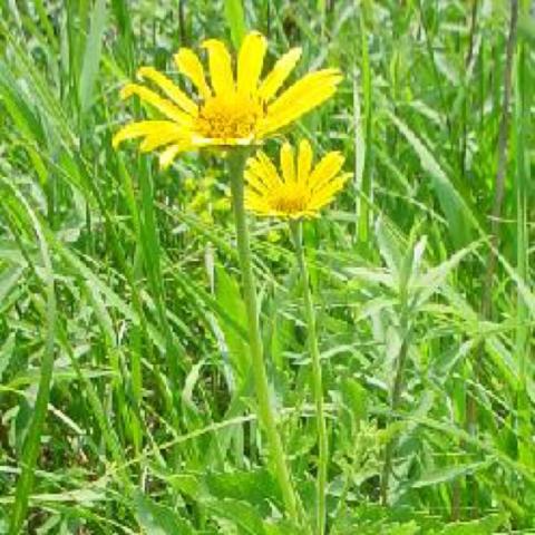 Heliopsis helianthoides, yellow daisies with yellow centers