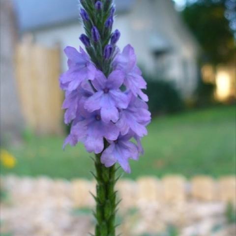 Verbena stricta, green spike with lavender flowers clustered in center