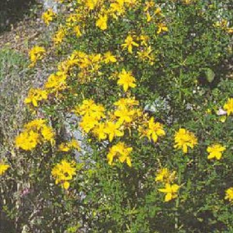 Hypericum pyramidatum, yellow flowers