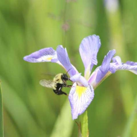 Iris virginica shrive, light lavender iris with yellow in the center