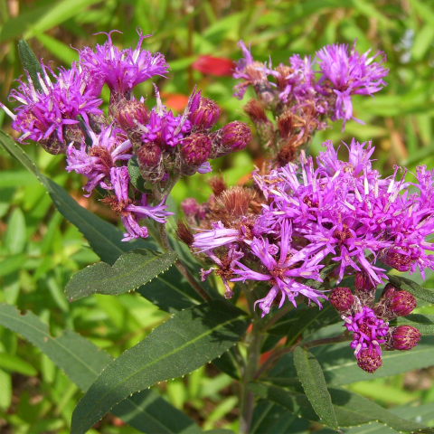 Vernonia fasciculata, bright purple flowers