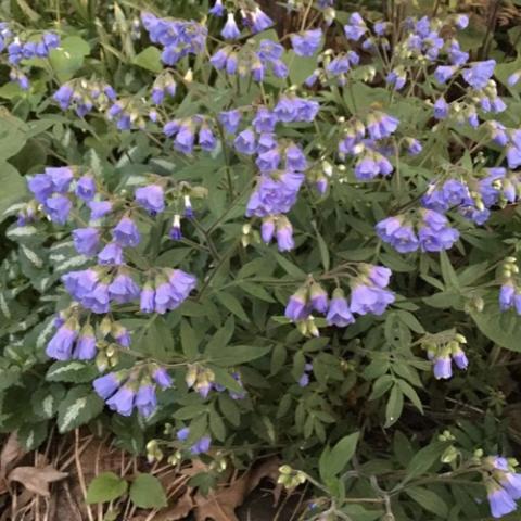 Polemonium reptans, blue flowers and ferny foliage