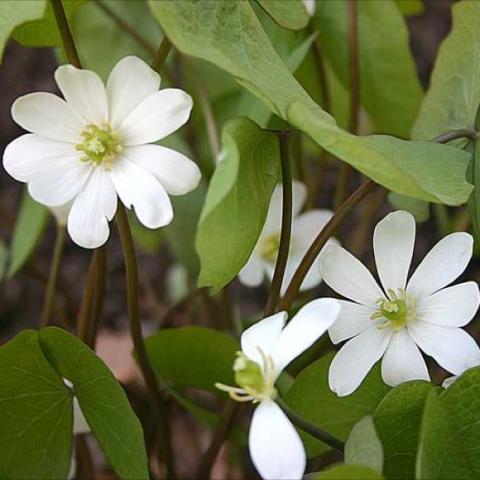 Jeffersonia diphylla, white flat flowers