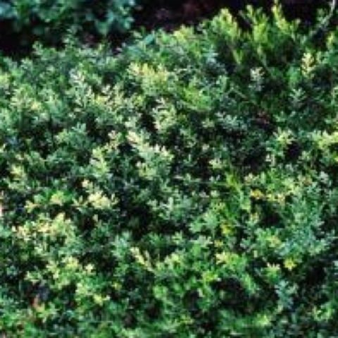 Arctostaphyllos, small green leaves on a shrubby ground cover